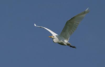 Cattle Egret in flight shots