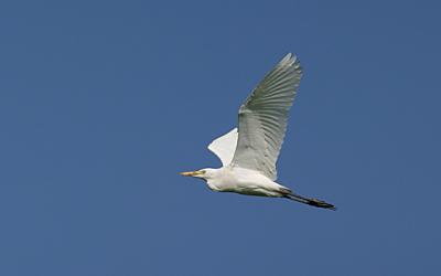 cattle egret