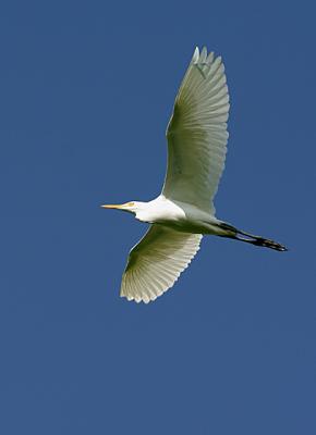 Cattle egret underwing pattern