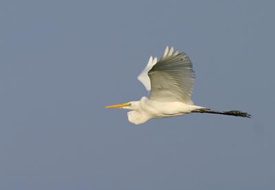 Great Egret inflight