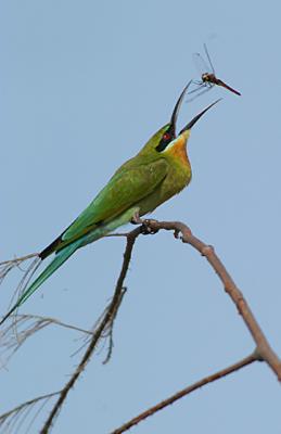 Blue tailed tossing its food so as it can shallow it head first