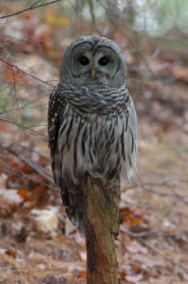 Wildlife