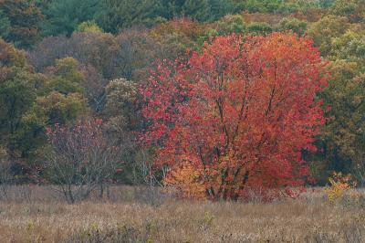 Maple - Great Meadow National Wildlife Preserve