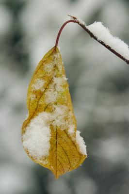 November Snow