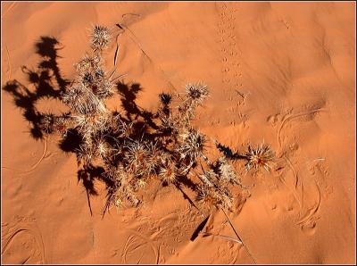 A thistle in the desert