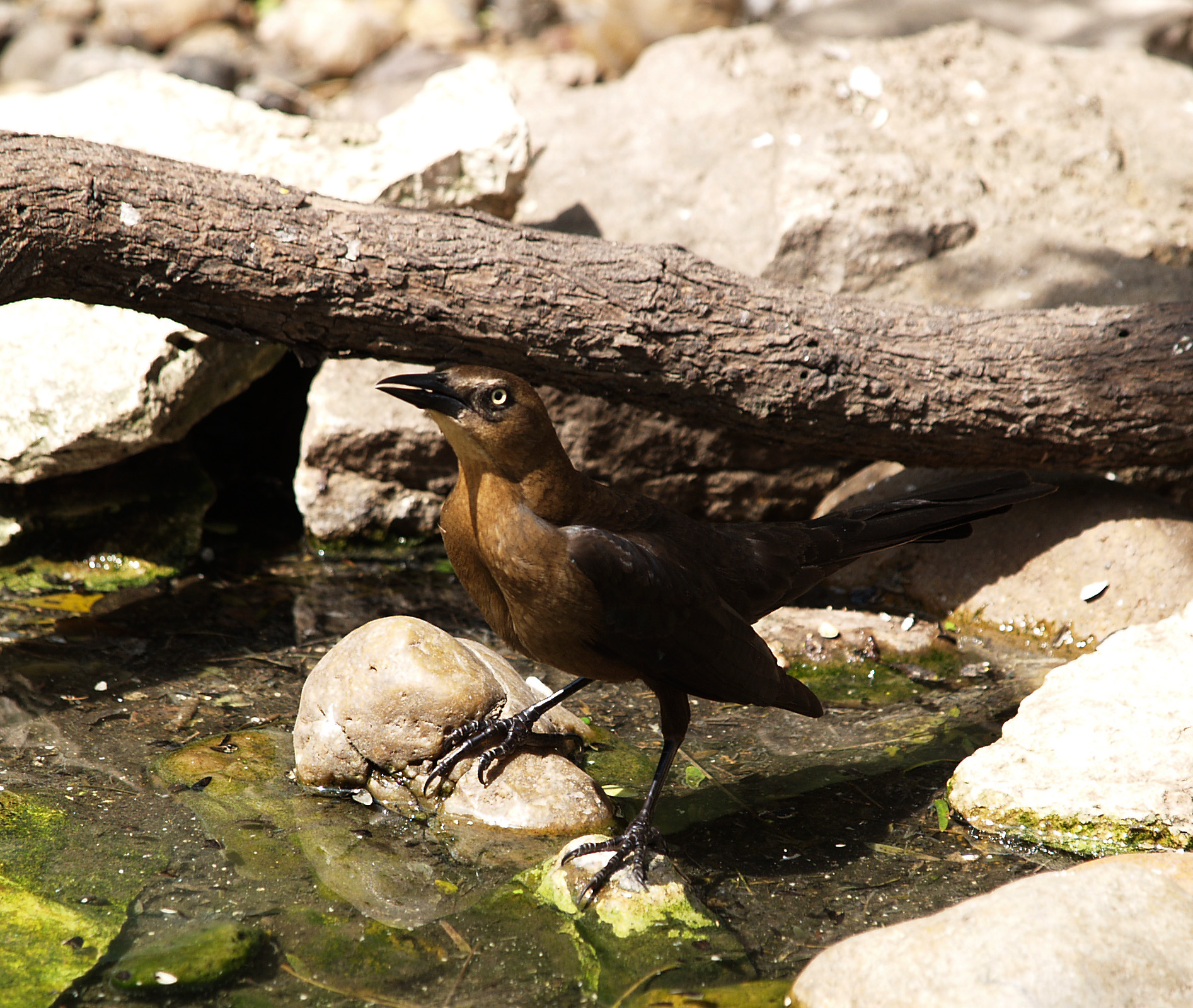 Grackle