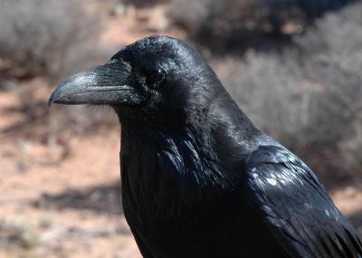 Raven (Utah)