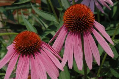 Pale Coneflower (Echinacea pallida)