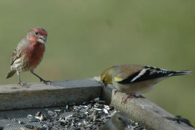 House Finch and Goldfinch