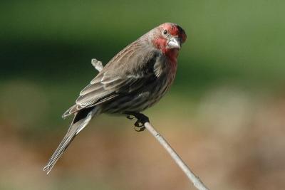 House Finch 1