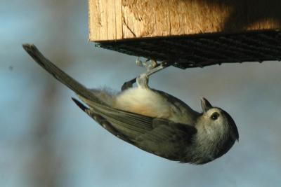 Titmouse on suet feeder