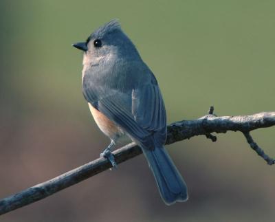 Titmouse 4