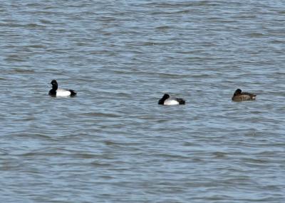 Ducks on Lake Loramie