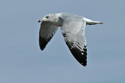 gull5.jpg