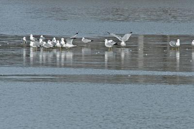u49/jmhoying/medium/40769902.gull6.jpg