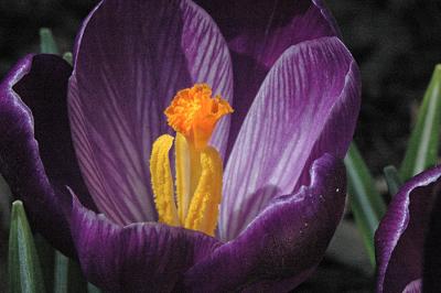 crocus2.jpg