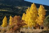 Aspens near Foy Lake