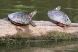 Turtles on Lake Loramie