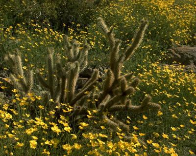 Teddy Bear Cholla Cactus & Desert Golden Poppy