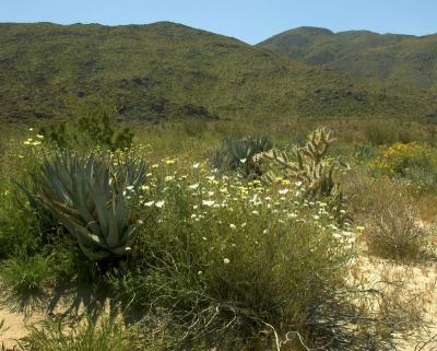 Yucca & Desert Chicory