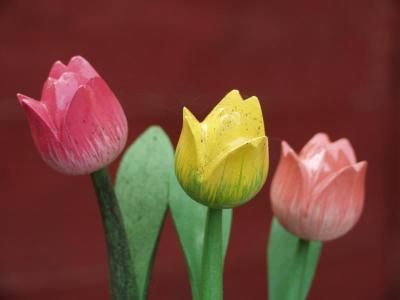 Tulips from Amsterdam... 11th November 2004 PaD