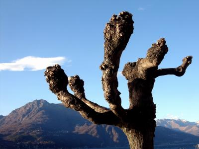 u49/joanteno/medium/40982154.TreeinBelagionMarch192005p.jpg