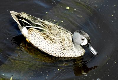 u49/joe_lachick/medium/40914009.BlueWingTeal_DSC0821.jpg