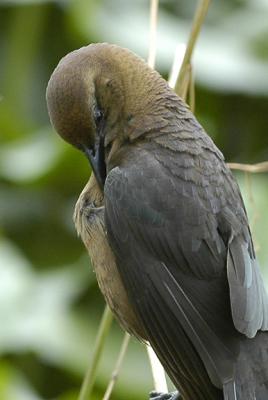 u49/joe_lachick/medium/40914058.BrownheadedCowbird_DSC0816.jpg
