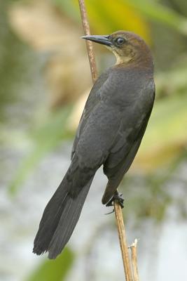 u49/joe_lachick/medium/40914069.BrownheadedCowbird_DSC0831.jpg