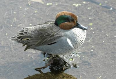 u49/joe_lachick/medium/40914114.GreenWingedTeal_DSC0822.jpg