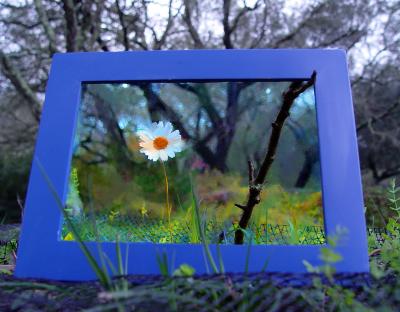 A single flower