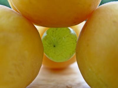Apricot to apricot