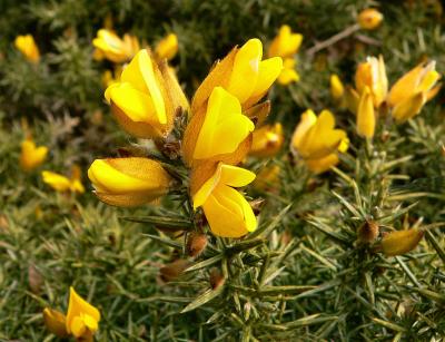 Gorse.
