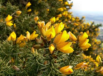 Gorse.