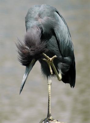 bird-bird.jpg