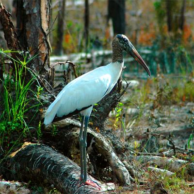 storks