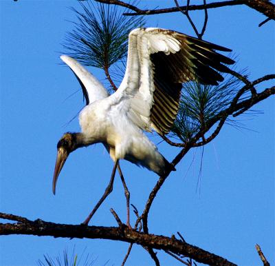 stork tree.jpg