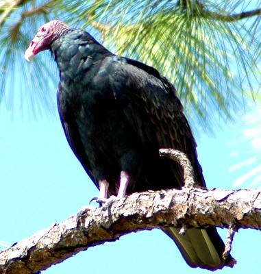 vulture perch.jpg