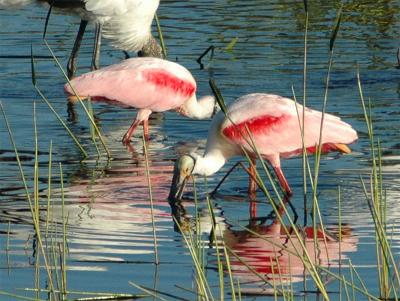 spoonbill pair str from D70.jpg