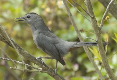 DSC_7049.jpg
