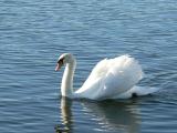 swan