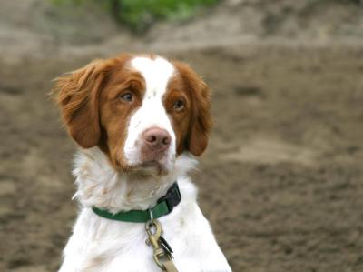 IMG_5813----poncho t dog sideglance.jpg
