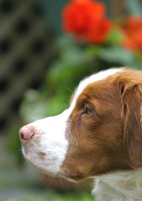 IMG_5843----poncho t dogs profile.jpg