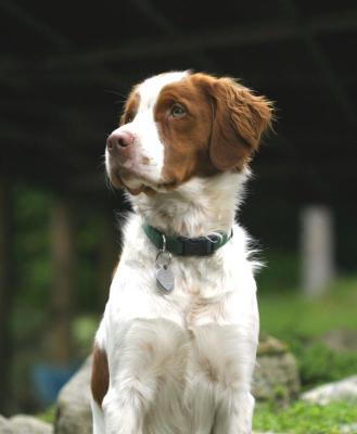 IMG_5916------poncho t dog quarter profiile.jpg