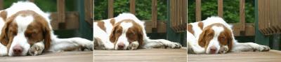 let sleeping dogs lie-----until they wake.jpg