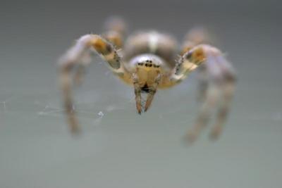 u49/johnny10d/medium/35704531.IMG_5664bigspiderheadfangsonview.jpg