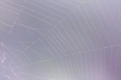 IMG_5668-------spider web.jpg