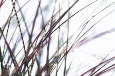 IMG_5669-----abstract grass w diffuse glow.jpg