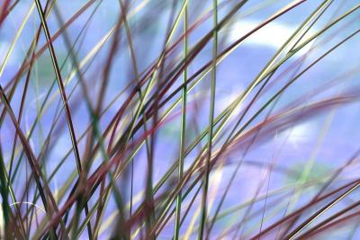 IMG_5669-----abstract grass.jpg