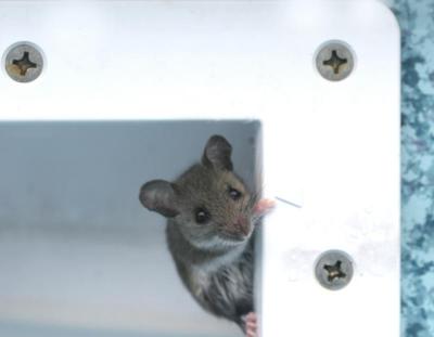 IMG_5696---------mouse climbing outof filter.jpg